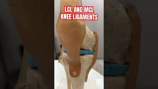 Knee ligament  orthopedics bestorthodoctor doctorabin [upl. by Eigna]