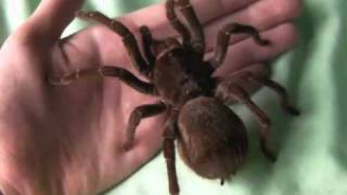 Holding my Burgundy Goliath Birdeater Theraphosa stirmi [upl. by Ettena]