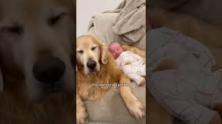 An infertile dog animals adorably cute shorts shortvideo [upl. by Ewan510]