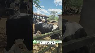 Descubra os Melhores Animais Leiteiros da Fazenda JP [upl. by Chae952]