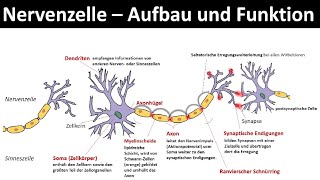 Wo beginnt eigentlich unser Gehirn 🧠 [upl. by Alad439]