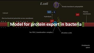 Protein export in bacteria [upl. by Tnomal]