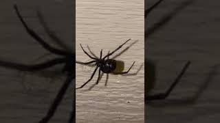 Looks like this black widow is pregnant [upl. by Nitnelav]