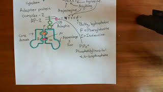 Clathrin Mediated Endocytosis and The Endocytic Pathway Part 2 [upl. by Anaeed]