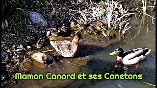 Maman canard et ses canetons [upl. by Ettenuj492]