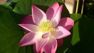 The Sacred Lotus in my garden in Laos [upl. by Brezin]