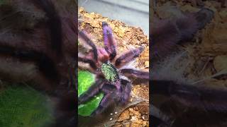 🕸🕷💛💯💛🕷🕸MARTINIQUE TARANTULA💛💯💛FRESH MOLTED💛💯💛 tarantula wildlife beauty nature [upl. by Kenna131]