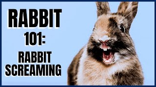 Rabbit 101 Rabbit Screaming [upl. by Nilauqcaj]