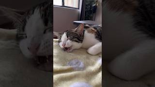 Happy dream cat singing in sleep 🤭 [upl. by Atselec]