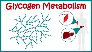 Glycogen metabolism  Glycogenesis  Glycogenolysis  hormonal regulation of glycogen metabolism [upl. by Anneis131]