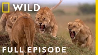 SPECIAL Cat Fight Full Episode  Animal Fight Night [upl. by Lina]