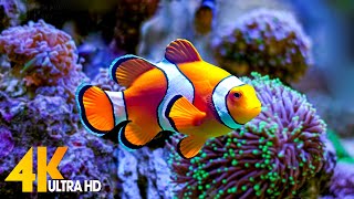 Aquarium 4K VIDEO ULTRA HD 🐠 Beautiful Coral Reef Fish  Relaxing Sleep Meditation Music 57 [upl. by Gnud]