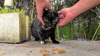 How to get ticks off a stray cat living at a car wash [upl. by Groeg]