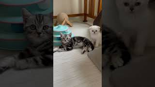 Scottish Fold Virginia kittens [upl. by Navak]