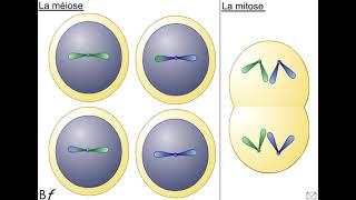 Comparaison mitose et méiose BF [upl. by Aihselat]