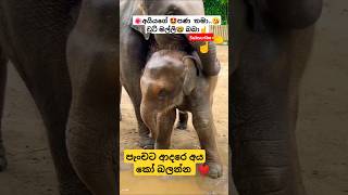 Beats  Numba Ha Suraganak Wilasa shotrs song ytshorts Viral tiktok elephant 🤓 [upl. by Ahsinam858]