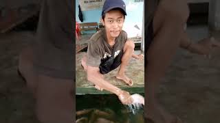 Penjualan ikan di pasar ikan Garongan turi ikan pasarikan kolamikan pasarikanmodern fishing [upl. by Adnoved802]