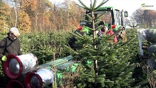 Für mehr Frische und Freude Weihnachtsbäume behandeln wie guten Rotwein [upl. by Ayotnahs]