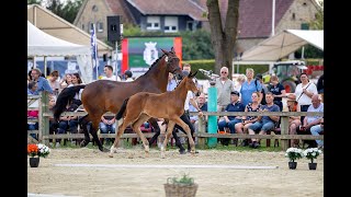 Kat Nr 13  Bundesturnier Fohlenauktion 1 Präsentation [upl. by Llewoh510]