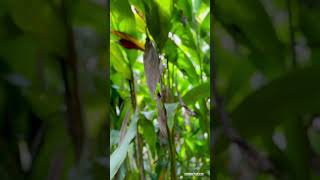 cardamom plant🍃cardamom spices kerala idukki indian farming life [upl. by Aineg]