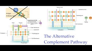 L50 The Alternative Complement PathwayThe Complement Pathway [upl. by Kreda]