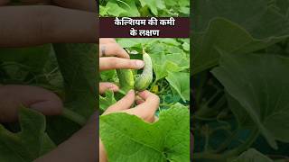 बेल वाली सब्जियाँ टेढ़ी हो जाती हैं micronutrients की कमी की पहचान उपाय सीख लो🥒 micronutrients [upl. by Grega]