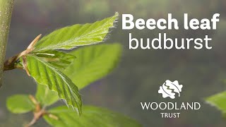 Beech leaf budding Timelapse  Woodland Trust [upl. by Ahsema580]