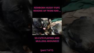 Cute Newborn Puppies HUSKY MIX Updates Waking up from nap mulling around playing Video110SHORTS7 [upl. by Minni]