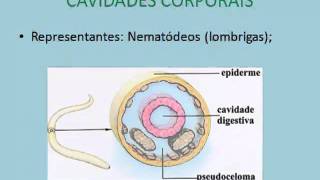 Aula de Biologia  Cavidades corporais simetria e metameria [upl. by Pournaras]