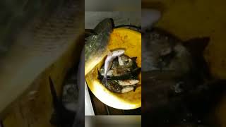 Ribolov ostima fishing sea croatia octopus fish fishingvideo [upl. by Gnet]