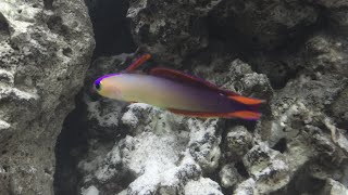 PurpleElegant Firefish  Nemateleotris decora in Aquarium  HD [upl. by Tamer824]