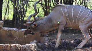 Bow hunt Africa with FFF Safaris Big Kudu and other Plains Game Bowhunting bowhunting [upl. by Codd]