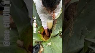 Sacando AGUAMIEL para elaborar PULQUE pulque [upl. by Kelwin]