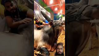 WORLD BIGGEST CHAND BAIL mandi cow bakraeidspecial 😎 [upl. by Onaicilef]