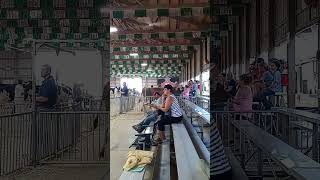 Porter County Fair 4H Dairy Show My Real Extremely Super Longest Video So Far [upl. by Odie]