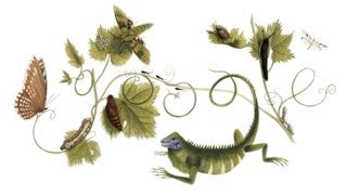 Maria Sibylla Merian Google Doodle [upl. by Elison]