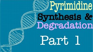 Pyrimidine Synthesis and Degradation Part 1  Orotic Aciduria  Lecture 9 [upl. by Ahsekel551]