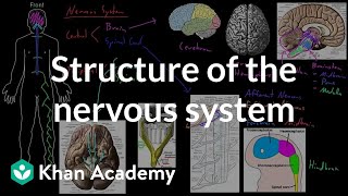 Structure of the nervous system  Organ Systems  MCAT  Khan Academy [upl. by On]