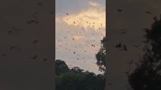 Watching crows flying during evening at Siddha Pokhari  Xiaomi 14 [upl. by Hselin]