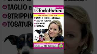 TOELETTATURA CANI [upl. by Conrado]