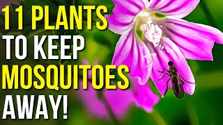 11 Plants To Keep Mosquitoes Away  Mosquito Repellent Plants [upl. by Anelahs]