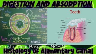 DIGESTION AND ABSORPTION 02Histology of Alimentary canal  Teeth biology physicswallahbiology [upl. by Noda]