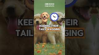 80 Golden Facts About Golden Retrievers That Will Make Your Tail Wag MUSTWATCH 2024 p2 hstm [upl. by Rekoob]