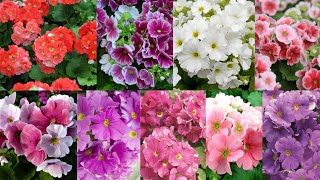 Primula Obconica Care Guide In Nepali Language With Special Fertilizer Tips For Lots of Flowers [upl. by Tihor]