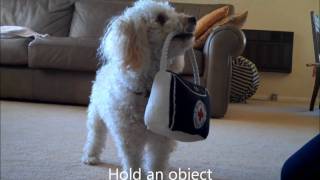 Miniature Poodle Tricks 4 [upl. by Adnam]