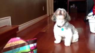 Shih Tzu howling [upl. by Hesoj531]