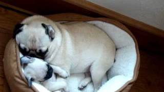 TWO PUGS SNORING [upl. by Fortunna702]