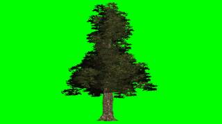 tree Douglas fir moved by wind  green screen effect [upl. by Airec684]