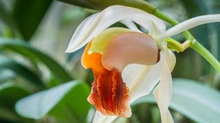 Episode 21 Coelogyne xyrekes [upl. by Yemrej]