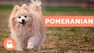 All About the POMERANIAN  Characteristics and Care [upl. by Dang509]